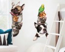 Cute Animals Door Decal - Dog Cat Mouse Bird Vinyl Decor